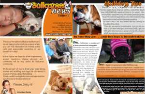 bulldog puppies for sale_BULLCANES