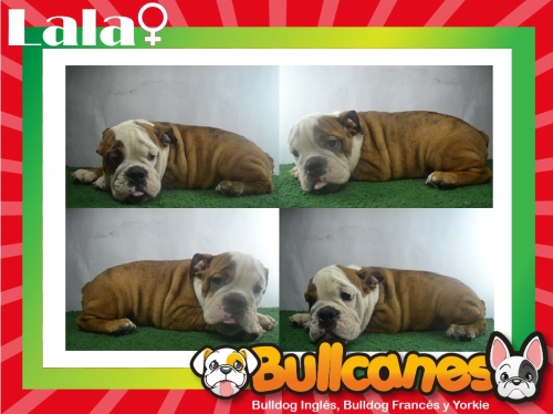 BULLCANES BREEDERS English Bulldog Puppies, French Bulldog Puppies and Miniature English bulldogs  are available now